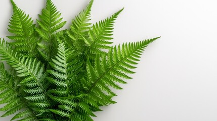 Lush Green Plant on White Background