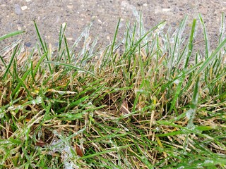 Frozen Grass Coated In Ice From Morning Dew