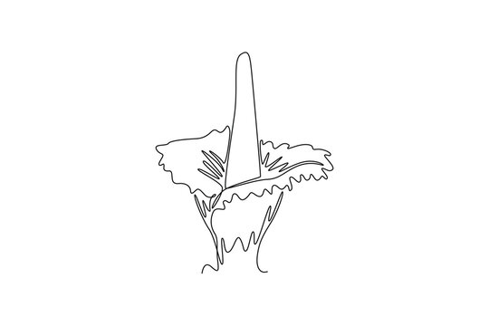 Single one line drawing of beauty fresh amorphophallus titanum home wall decor art poster print. Decorative titan arum flower for national park. Continuous line draw design graphic vector illustration