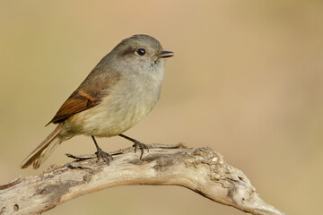 Patagonian Tyrant / Viudita (Colorhamphus parvirostris)