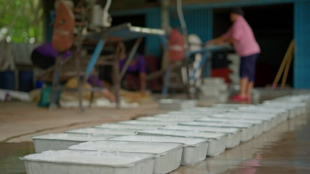 Rubber tree Hevea brasiliensis produces latex.Rubber Harvesting and Processing. How to process natural rubber (latex) in the farm. Rubber tree plantation in Thailand.