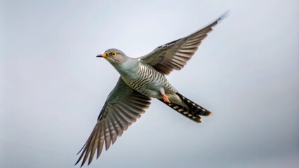 Obraz premium A Grey-Headed Cuckoo Bird in Flight