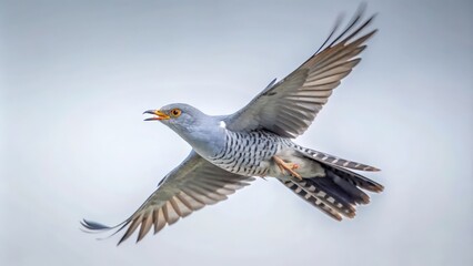 Obraz premium A Common Cuckoo Bird In Flight with Its Mouth Open