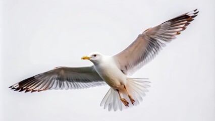 Fototapeta premium A White Seagull in Flight Against a White Background