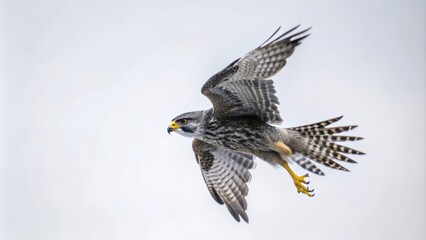 Fototapeta premium A Bird of Prey in Flight with Spread Wings Against a White Background