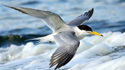 Obraz premium A White-cheeked Tern Soaring Above Ocean Foam
