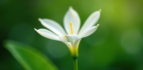 Obraz premium Delicate white petals unfolding on a slender stem, orthosiphon aristatus, plant