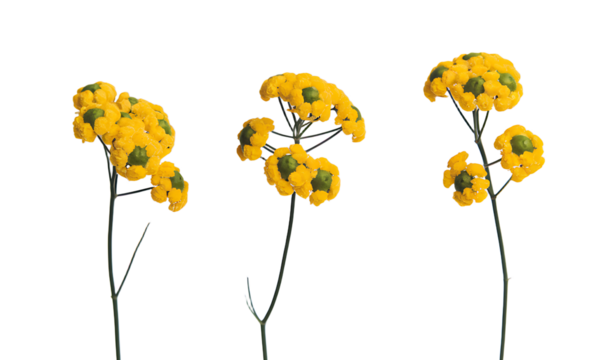 Daucus artificial flower yellow isolated