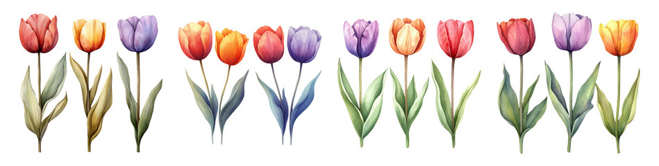 Colorful Tulip Flowers Isolated on Transparent Background