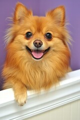 Happy Pomeranian Dog with Vibrant Fur and Joyful Expression