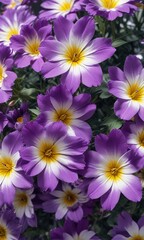 Large purple flowers with a white or yellow center, lily flower, agapanthus africanus