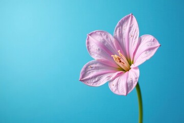 Fototapeta premium A pale-pink Digitalis flower with scattered brown blotches on its petals against a bright blue background, bloom, purple