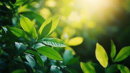 Obraz premium Fresh green leaf close-up in sunlit garden, lush natural foliage background for eco-friendly design or spring themes