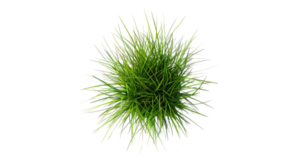 Green Grass Tuft: A vibrant and lush tuft of green grass, captured from a top-down perspective, offering a refreshing and natural element for design projects. 