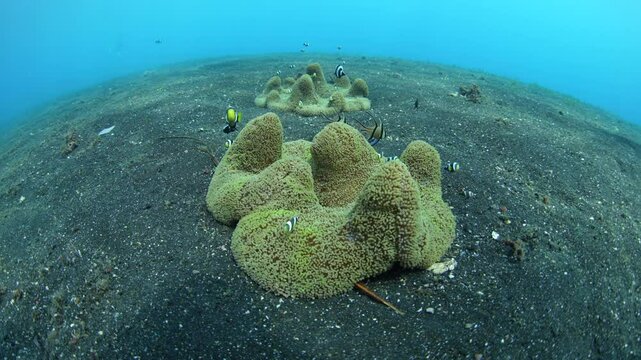 Saddleback anemonefish, Amphiprion polymnus, swim near their host anemone on the black sand seafloor of Lembeh Strait, Indonesia. Volcanic sand is a common substrate due to the many nearby volcanoes.