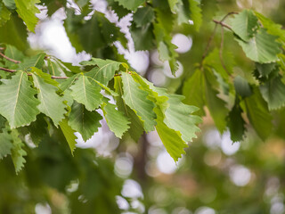 Fototapeta premium Oak branches with green and yellow leaves in autumn park.