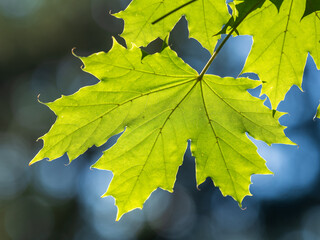 Maple branches with green and yellow leaves in autumn, in the light of sunset.