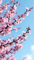 Obraz premium Delicate pink blossom tree branches stretching towards sky, flowers, nature