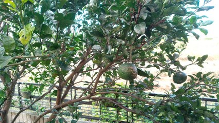 青い果実と緑葉の息吹