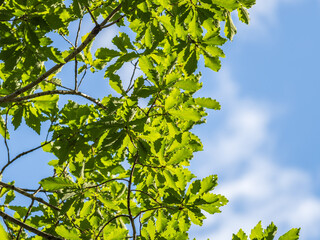 Oak branches with green and yellow leaves in autumn park.