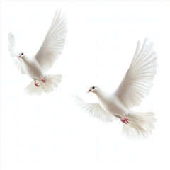 Fototapeta premium Elegant White Doves in Flight Against a Soft White Background