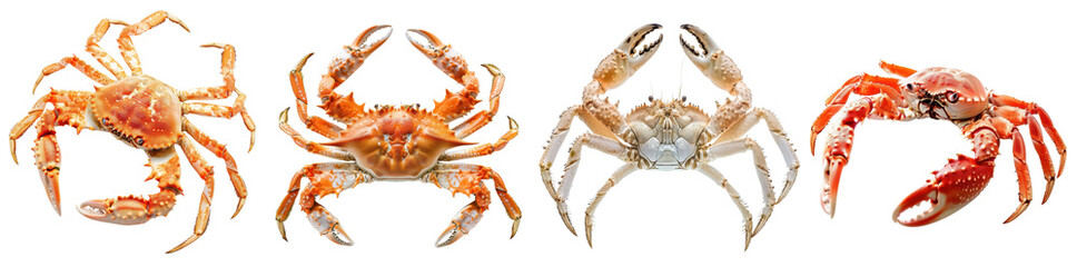 Collection of Various Types of Crabs Displayed on a White Background