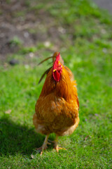 Chicken farm. Rooster. Cock rooster. Poultry dairy farm. Livestock animals. Rooster cock at farm. Farming. Countryside Farmland. Rooster at farm. Broiler chicken.