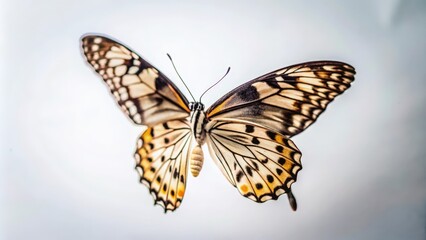 A Detailed Close-Up of a Butterfly's Wings Against a White Background