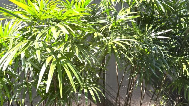 Tropical leaves background of Rhapis excelsa or Lady palm tree with sunlight in the garden