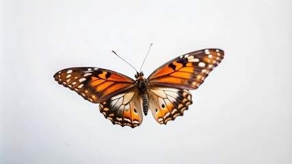 Fototapeta premium A Monarch Butterfly in Flight Against a White Background