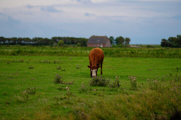 Cow in the countryside. Cow at meadow. Beef cattle in green field. Cow in grassy pasture. Cows graze on summer meadow. Rural landscapes with cows. Cows in a pasture.