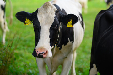 Cow pasture. Cow pasture grass. Cow on green meadow. Cow grazing on green field with fresh grass....