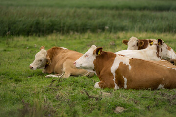 Cows grazing on a summer day on a meadow. Cow on field. Cow grazing on green meadow. Cows grazing on farmland. Cattle pasture in a green field. Cows in a field on a Cattle farm. Organic milk from