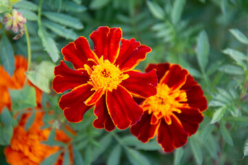Red-yellow marigolds against a background of green leaves in the garden in summer