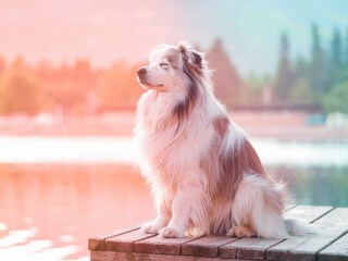 Dog sitting and relaxing at the deck near lake