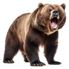 PNG A Bear bear wildlife mammal.