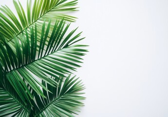 Obraz premium Lush green palm fronds on white background.