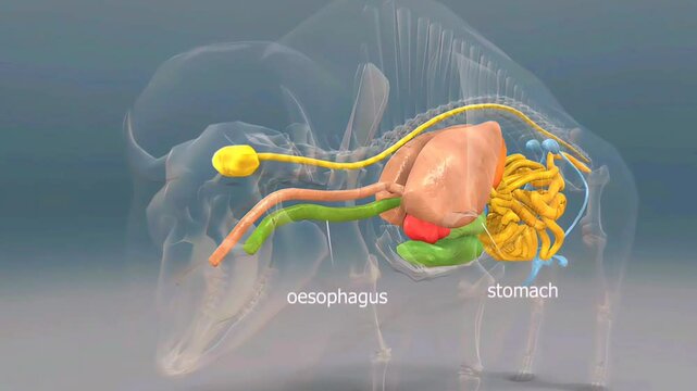 American bison internal organs