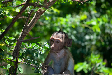 可愛いサル
