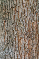 Bark texture and background of a old tree trunk. Detailed bark texture.