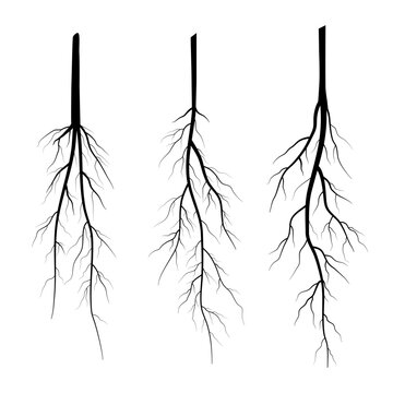 tap root silhouette collection