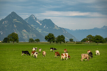 Grazing cows. Cows at field. Cow herd at green pasture. Countryside landscape and pasture for cows. Cow herd in the countryside. Cows on farmland. Farming.