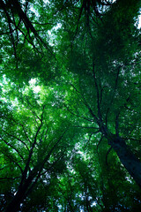 Green leaf background. Green leaf forest on blurred greenery background. Leaves background. Green nature background. Green leaf in forest. Leaves plants blurred backdrop.