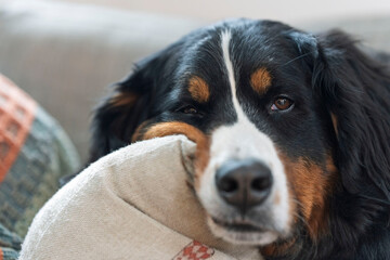bernese mountain dog