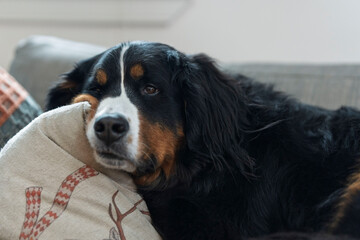 Bernese Mountain Dog