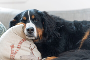 bernese mountain dog