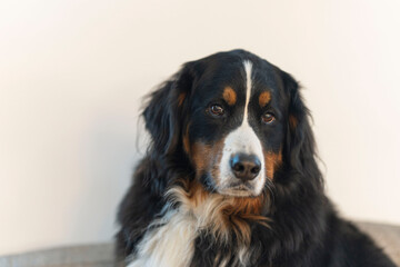 black and white dog