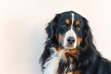 Bernese Mountain Dog