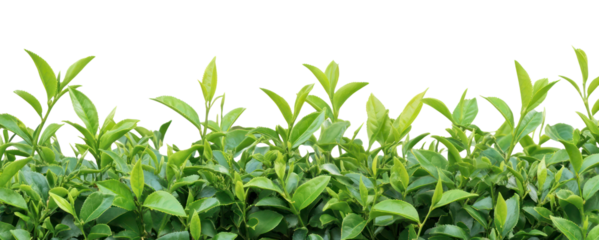 PNG Real green tea bush background leaves plants.