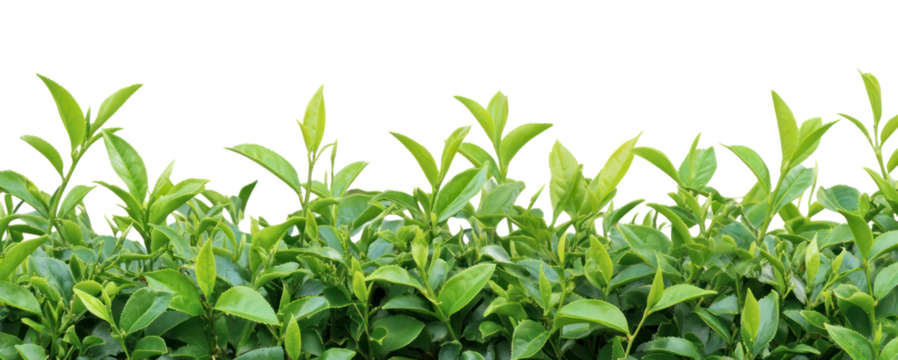 PNG Real green tea bush background leaves plants.